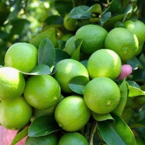 ky-thuat-cham-soc-cay-chanh-hieu-qua