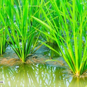 ky-thuat-cham-soc-lua-vu-dong-xuan